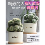 Cactus Flowering Plant Flower Potted Plant Office Indoor Desktop Cactus Succulent Small Potted Plant