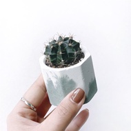 (預購) 莫蘭迪綠系列 | 牡丹玉 仙人掌 小八角形水泥仙人掌植栽