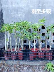 【石在好玩】鬼金棒  Pachypodium rutenbergianum (樹型)