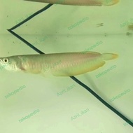 ikan arwana silver berazil