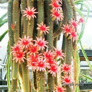 Ready Stock Golden monkey tail cactus/ Golden bar cactus