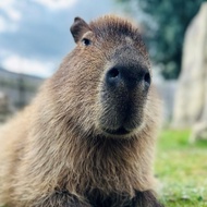 Capybara YouTube 2