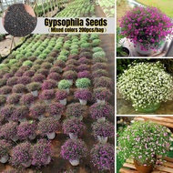 [Fast Growing] 200pcs Gypsophila Seeds Flower Seeds for Planting Bonsai Seeds Gypsophila Plant Seed 