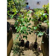 ANAK POKOK KULIT KAYU MANIS