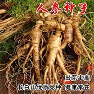 0702921450Ginseng Seeds Ginseng Seeds Ginseng Seeds Ginseng Seeds Ginseng Seeds Vegetable Seeds Whol