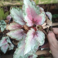 ( BISA COD ) Begonia Rex Silver / Tanaman Hias Indoor Begonia Silver