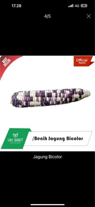 ( 100 Butir ) Benih Biji Jagung Ketan Hitam | Jagung Ketan Ungu | Jagung Putih | Jagung Bicolor | Ja