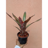 bromeliad aec phantom live plant