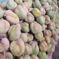 Durian Montong Palu Utuh | Monthong Palu 2 kg