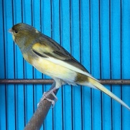 Burung kenari F1 BB gacor murah