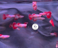 5pcs Albino Anaconda Guppy Fish(Male)/ Livefish/ Freshwater/ 孔雀鱼