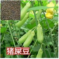 余記丶新采豬屎豆種子  太陽麻種子  橢圓葉豬屎豆 三圓葉豬屎豆種子