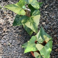 tanaman hias Anthurium Pterodactyl Variegata 5AAA