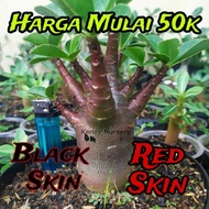 adenium hitam | red | black | merah | seedling arabicum gotrri 9025xc