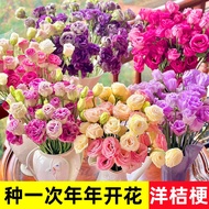 [现货]{热卖}洋桔梗花种子太阳花重瓣四季播种籽开花易活花卉苗种孑室内外大全Eustoma grandiflorum flower seed sunflower double petal sowing