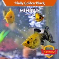 Ikan Hias Molly Golden Black Strong Color - Palmas Oscar Arwana Botia