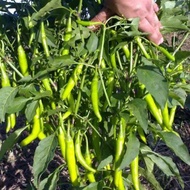 Sili panigang hybrid seeds for planting ( 20 seeds ) VEGETABLE AND SPICES