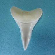 大白鯊牙GW183.28 1-3/8" 3.5cm Great White Shark Tooth 稀有!
