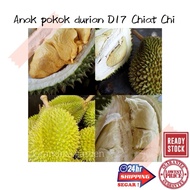 (GG real plant) anak pokok durian D17 chiat chi ^ cpt berbuah hybrid top quality pokok durian kebun 