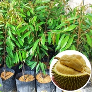 Anak Pokok Durian Musang King Dalam Polybag(8X8)