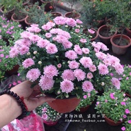 Benih bunga daisy cantik 100pcs senang ditanam, kadar kelangsungan hidup tinggi