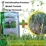 200 Benih mombaca F1 agrimax Dan 1 Kg Bibit Zanzibar Paket Murah