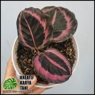 terbaru tanaman hias calathea pink jessy - calatea pink jesse kualitas - daun 3