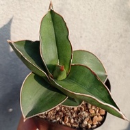 Plant (Sansevieria Ehrenbergii 'Samurai Dwarf')