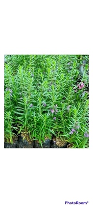 Tanaman hias Lavender -tanaman pengusir nyamuk bunga lavender