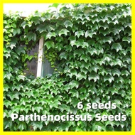 เมล็ดพันธุ์ พาร์เธโนซิสซัส Parthenocissus Seeds - การันตีอัตรางอก 6เมล็ด/ซอง Creeper Ivy Seeds Climbing Parthenocissus Plants Seeds for Gardening Garden Home Decor Boston Ivy Flower Seeds Flower Plant ของแต่งบ้าน ต้นไม้ฟอกอากาศ ไม้ประดับ เมล็ดดอกไม้ บอนสี