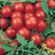 30pcs Dwarf Cherry Tomatoes Tomato seeds vegetable seeds
