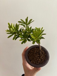 台灣金鑽羅漢松❤️❤️ （掌上盆栽）