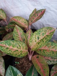 Aglaonema Big Roy, aglonema big roy