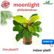 live plant...philodendron MOONLIGHT....,indoor plant