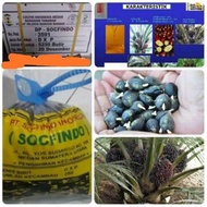 kecambah polong  kelapa sawit scopindo unggul