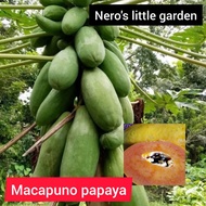 Nero's Macapuno Papaya Seeds (20 seeds)