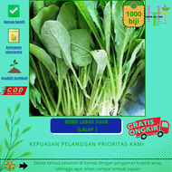 1000  biji benih lobak lalapan (lobak daun)