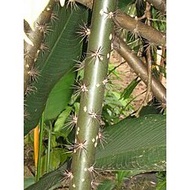 KERATAN BATANG pokok 7 Duri / 7 bilah