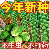High-Produced Spores Kale Seeds Green Kale Seeds Purple Spore Kale Seeds Spring Autumn Four Seasons 