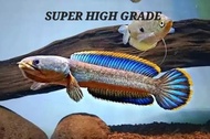 Channa Limbata/Ornamental fish/Freshwater/Readystock