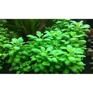 Lobelia cardinalis ´Mini´aquarium plant.