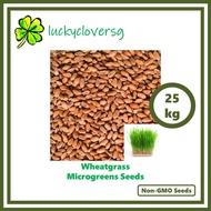 [Pre-order] [25kg] Wheatgrass and Maple Pea Seeds Microgreen