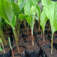 bibit kunyit hitam original