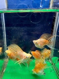 MOLLY FISH GOLDEN THAILAND BALLOON ( TOP GRADE)