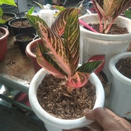 tanaman hias aglonema red Sumatra remaja