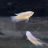 【嘉嘉寵物】🐟火焰彩兔 火焰蓋斑鬥魚🐟 觀賞魚蝦  （飼料餌料）