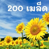 เมล็ดพันธุ์ ดอกทานตะวัน Sun flower seed ต้นสูงดอกใหญ่ 200 เมล็ด เมล็ดพันธุ์แท้นำเข้าจากต่างประเทศ