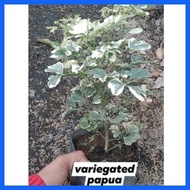 ⚾︎ ◴ ⊕ variegated papua plant