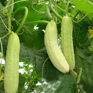 Biji Benih Buah Timun putih 15pcs /Fruit Cucumber Seeds 白黄瓜种子