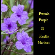 Pokok Bunga Petunia (Ungu) / Ruellia Merixan [5 anak pokok berakar]